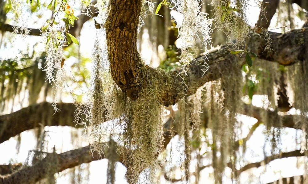 Dadeland State Park
